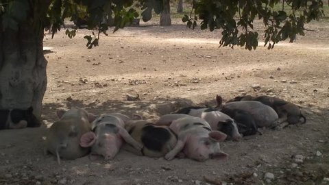 Domestic pigs in San Joan