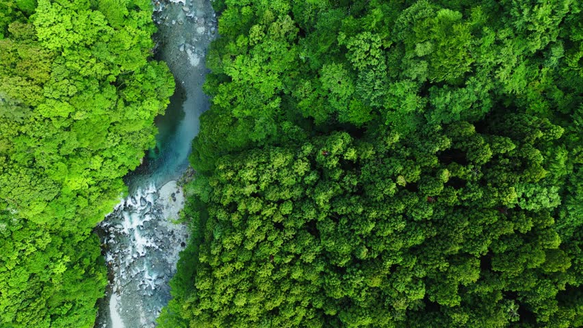 Shutterstock Video