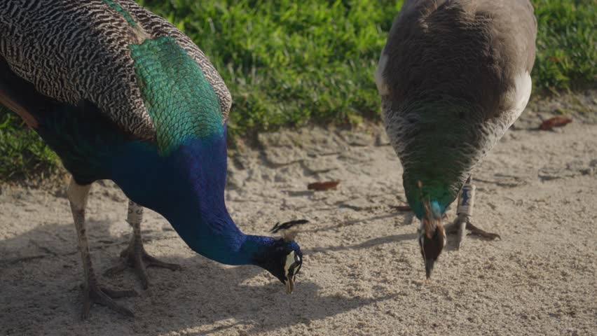 Peacocks inhabit the gardens of Jardins do Palácio de Cristal in Porto.