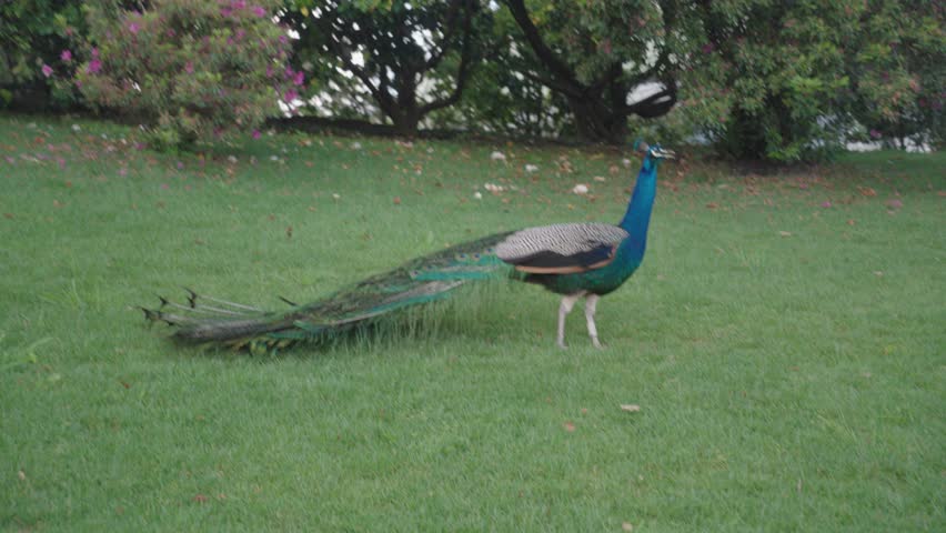 Peacocks inhabit the gardens of Jardins do Palácio de Cristal in Porto.