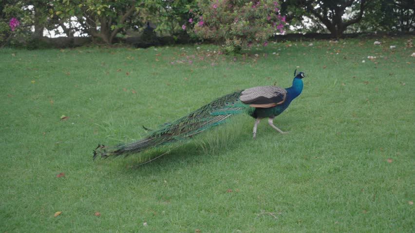 Peacocks inhabit the gardens of Jardins do Palácio de Cristal in Porto.