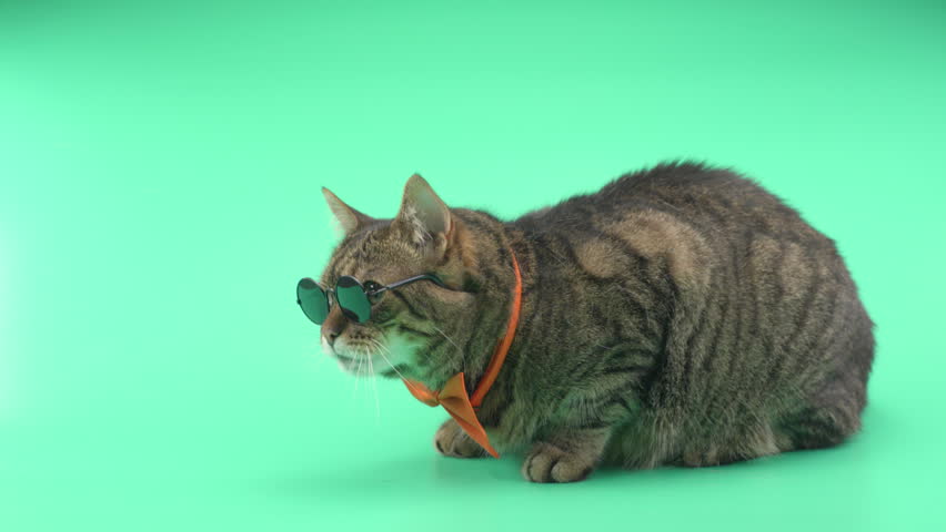 Beautiful cat with round glasses and bow tie on the green background