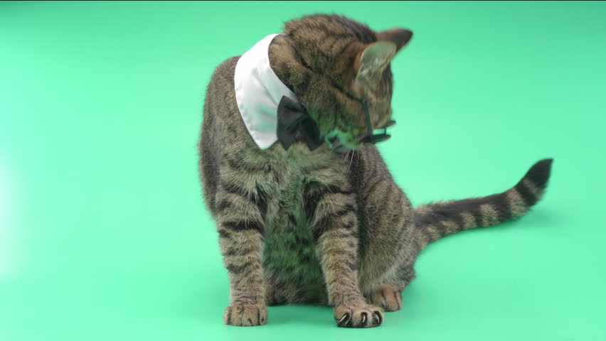 Beautiful cat with round glasses and a bow tie washes on the green background