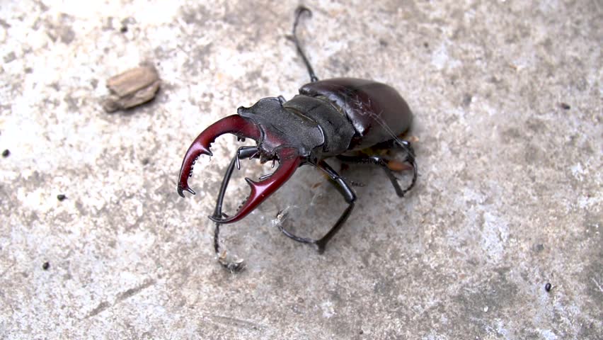 a dark brown stag beetle sits on a green plant in summer