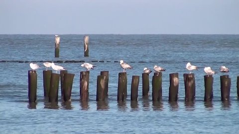 Timber groynes with gulls on the North Coast