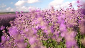 Lavender fields with fragrant purple flowers bloom at sunset. Lush lavender bushes in endless rows. Organic Lavender Oil Production in Europe. Garden aromatherapy. Slow motion, close up - Powered by Shutterstock - Get 15% off with code: PIKWIZARD15