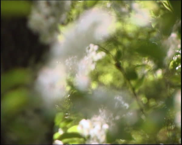 Static shot of white flowers blooming on  tree.
