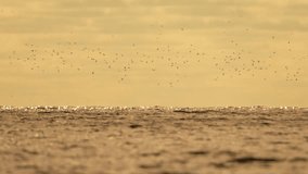 Abstract sea ocean sunset nature background with seagulls and fishing boat trawler catches fish while sailing on sea at horizon in distance sail to catch school of fish on calm sea surface in summer. - Powered by Shutterstock - Get 15% off with code: PIKWIZARD15