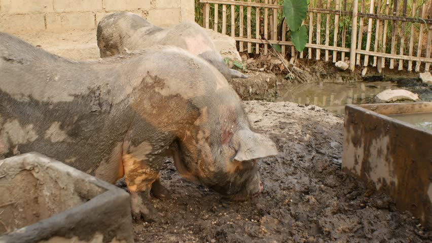 Pigs in a Muddy Pen on a Farm