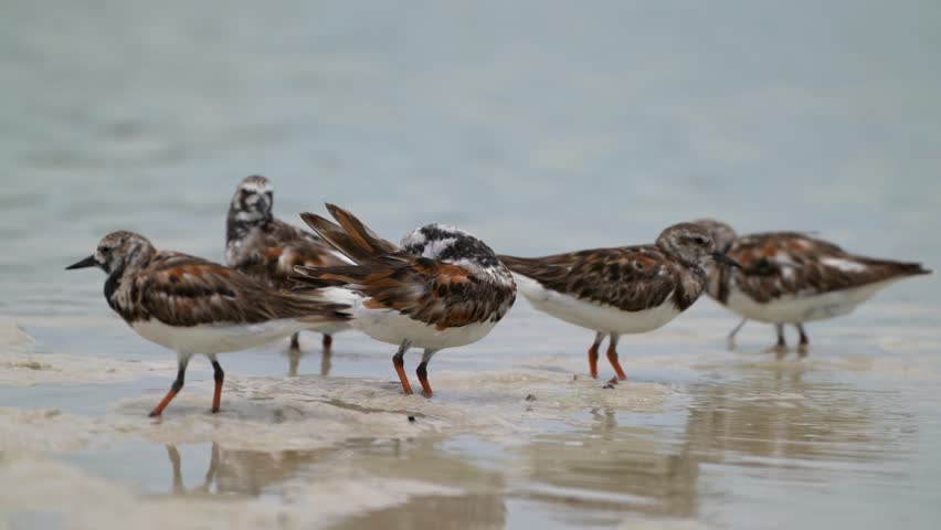 Birds - Lovers Key State Park - along the beach in the sand flats