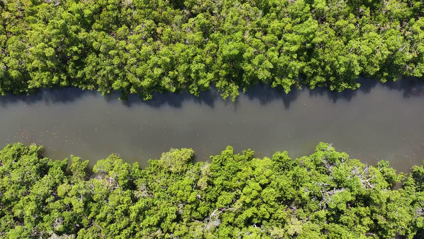 Top down of Florida mangroves near Fort Myers beach in southwest Florida - beautiful water along coast of Florida