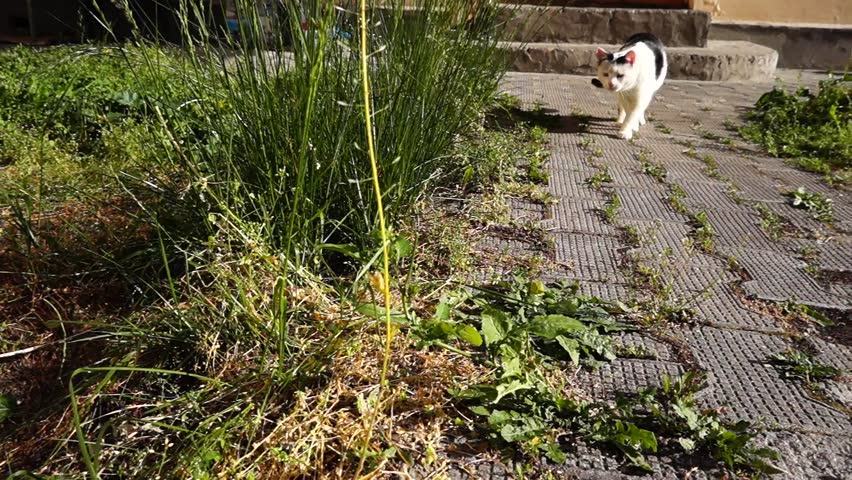 A nimble mouse escapes from a black and white cat hunting him. Video at 25fps full hd. Trying to save your life, fighting for survival.