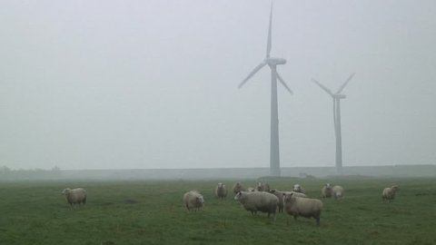 Dike sheep graze between wind turbines