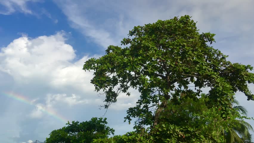 Dramatic Landscape of A Large Tree ketapang  Blowing by Wind under The Blue Sky and Clouds in Summer,