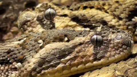 Puff adders (Bitis arietans). Snake. 