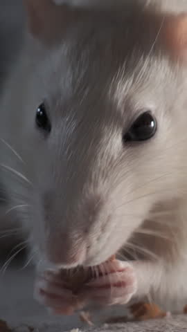 Close-up of domestic white rat eating the seeds. vertical footage