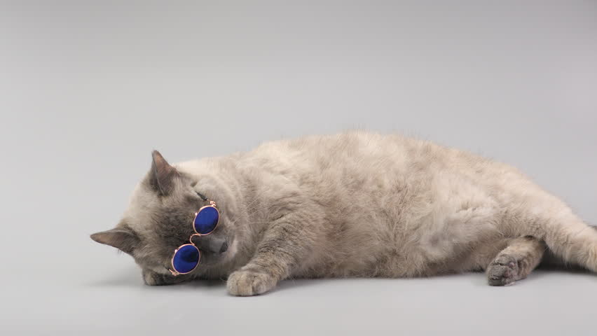 Beautiful cat with round glasses lies on the light grey background