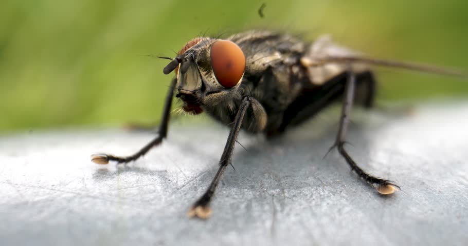 Macro closeup of a fly