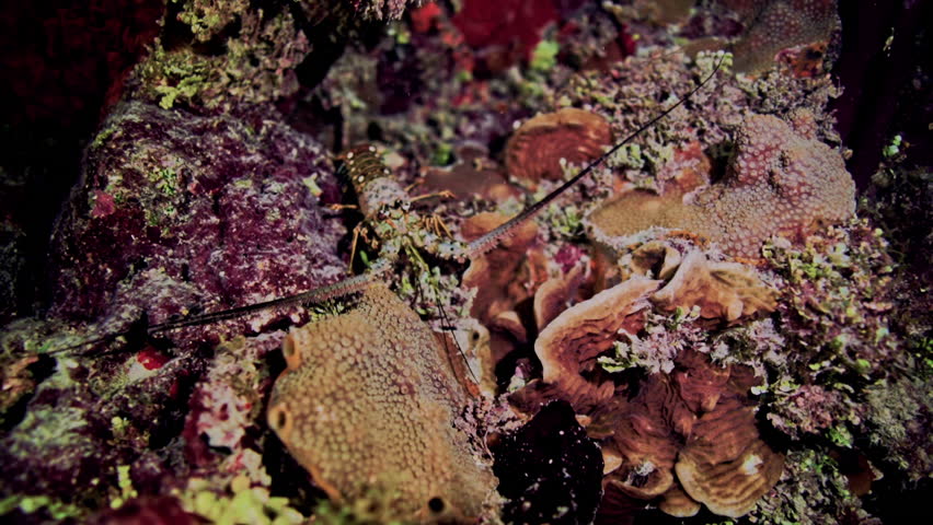Close up of Caribbean Spiny Lobster walking over coral reef at night