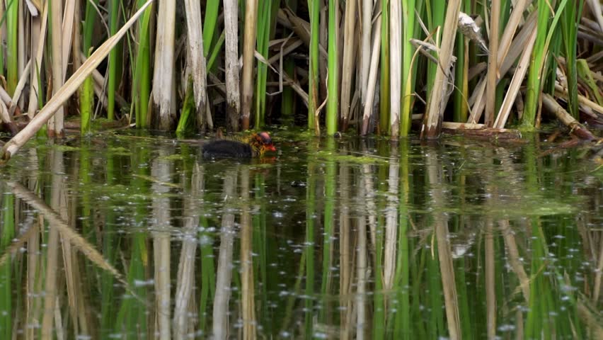 American Coot Chicks at Edmonton Lake