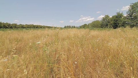 a smooth walk into yellow fields. the footage has the cinestyle color profile (must increase contrast and saturation for beautiful and vivid image)