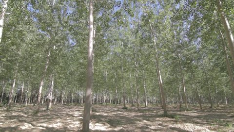 pan in a big poplar plantation. the footage has the cinestyle color profile (must increase contrast and saturation for beautiful and vivid image)