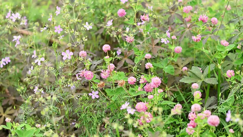pink clover and wild geraniums in a flowerbed in a natural style. wild herbs in a flower bed in the city. a landscape park. flowers to save bees