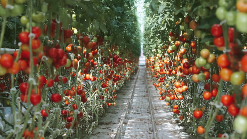 Rows of ripe and unripe tomatoes growing in a modern high tech greenhouse, long perspective view of controlled environment farming and advanced agricultural cultivation.
