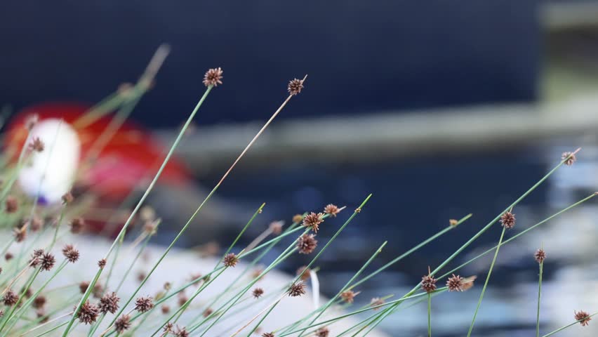 Close-up of grass and flowers near water
