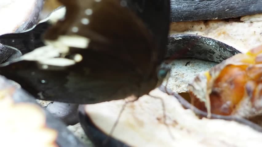 The butterfly sucks up the nectar using a special mouth part called a proboscis. The proboscis is a long tube like structure that unrolls when the butterfly eats.