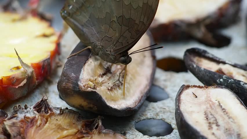 The butterfly sucks up the nectar using a special mouth part called a proboscis. The proboscis is a long tube like structure that unrolls when the butterfly eats.