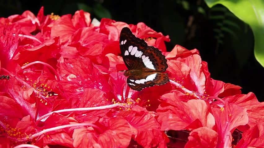 The butterfly sucks up the nectar using a special mouth part called a proboscis. The proboscis is a long tube like structure that unrolls when the butterfly eats.