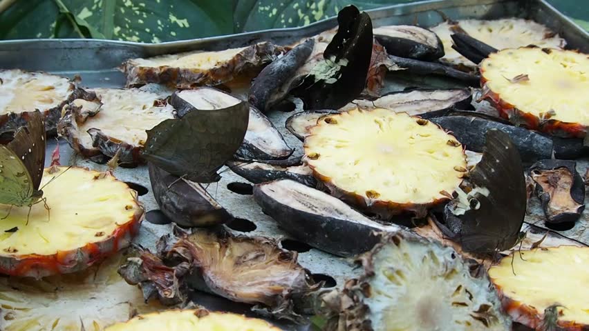 The butterfly sucks up the nectar using a special mouth part called a proboscis. The proboscis is a long tube like structure that unrolls when the butterfly eats.