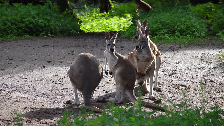 beautiful red kangaroos look in different directions