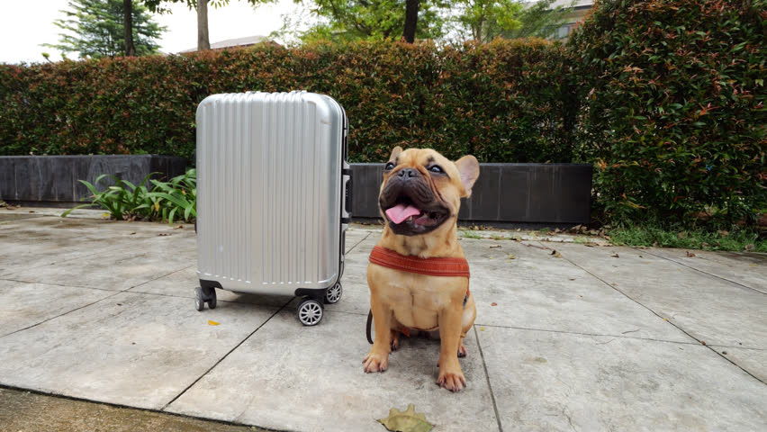 Young puppy, serving as little guard, sitting beside small suitcase outdoors. Exhausted from summer heat, puppy pants heavily with its tongue out. Despite its tiredness, adorable pup remains watchful