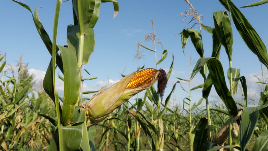A closeup shot of corn cob in corn plantation field under blue sky on a sunny day