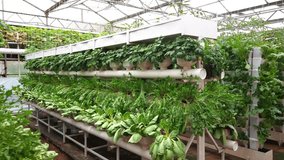 Close-up of vegetable planting scene in indoor greenhouse - Powered by Shutterstock - Get 15% off with code: PIKWIZARD15