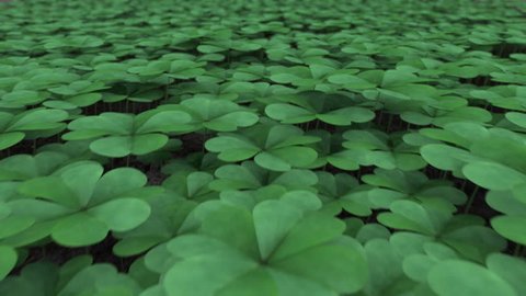 Clover Field.

A smooth glide over a field of four leaf clovers. Lucky! Stock Video