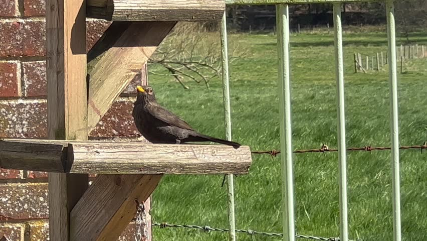 A blackbird on a wooden bird feeder station tray.