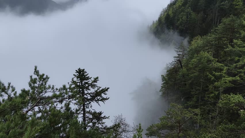4K footage of high altitude mountain view in valley full of mist on European Alps, the mist is enshrouding the pine trees in transparent white fog, This footage was taken on Alps, in Italy in Spring
