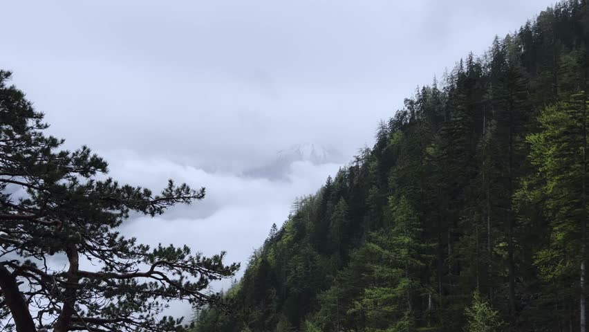 4K footage of high altitude mountain view in valley full of mist on European Alps, There are pine tree top, forested slope and snowy mountain top, This footage was taken on Alps, in Italy in Spring. 