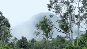 inside of rain forest in Sumatra, environmental, protection - Powered by Shutterstock - Get 15% off with code: PIKWIZARD15