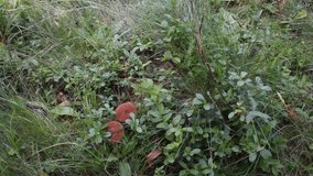 fairy ring, mushrooms, mountain, Gran Paradiso National Park, Italy - Powered by Shutterstock - Get 15% off with code: PIKWIZARD15