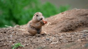 Closeup portrait of a baby prairie dog eating a piece of food while standing on a dirt mound. Prairie dog is also known as genus cynomys. 4K UHD video. - Powered by Shutterstock - Get 15% off with code: PIKWIZARD15