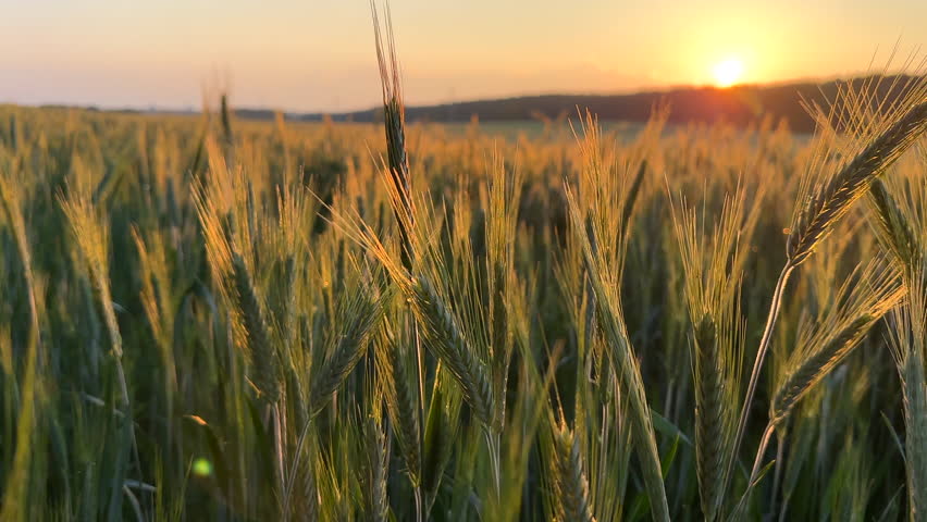 Wheat field on sunset. Farm field with Rye. Crisis world’s breadbasket. Corn and wheat harvesting. Wheat import, maize, soybeans. Wheat export prices after grain deal exit Russia. Food prices, hunger
