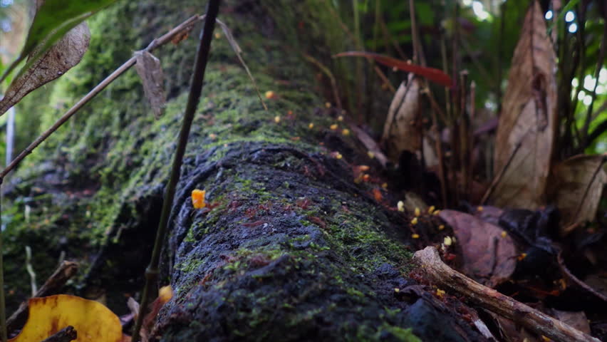 Rainforest leaf-cutter antes carrying yellow flower bits over tree roots