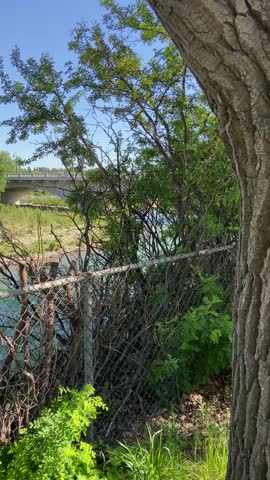 View of Calgary’s bow river, guarded by broken fences, surrounded by lush green foliage, shrubs, rocks, and mature trees, next to a  pedestrian walkway and buildings across the river of flowing water