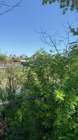 View of Calgary’s bow river, guarded by broken fences, surrounded by lush green foliage, shrubs, rocks, and mature trees, next to a  pedestrian walkway and buildings across the river of flowing water