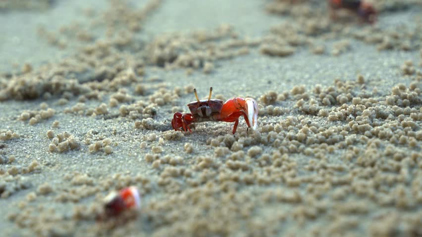 Male sand fiddler crab sipping and consuming micronutrients, forming small sand pellets, waving its enlarged claw and moving sideways on the sandy beach, close up shot.