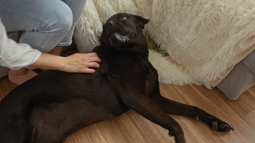 A woman gently pets her black dog on a wooden floor next to a cozy, fluffy blanket in an indoor setting.